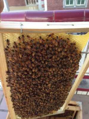 意蜂转场剩下的蜜蜂还有用吗-意蜂过箱怎么老嗡嗡声