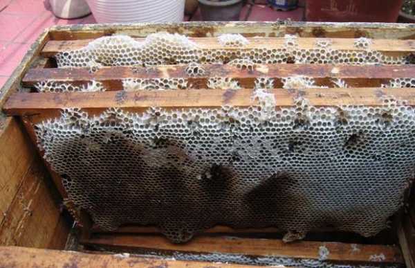 蜜蜂巢脾的功效和作用 蜜蜂巢脾什么味道