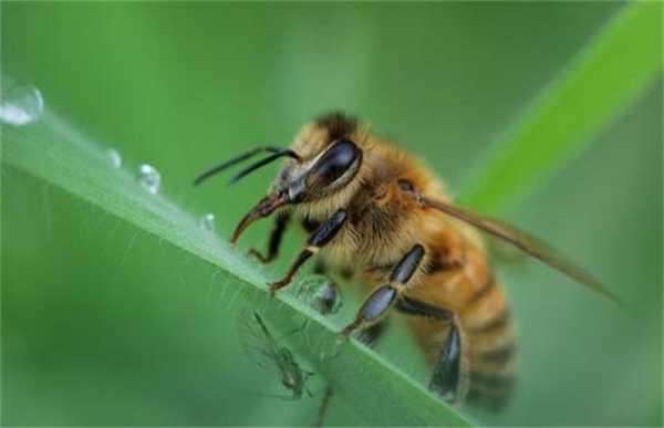 幼蜂怎么喝蜜_怎么给蜜蜂喝水