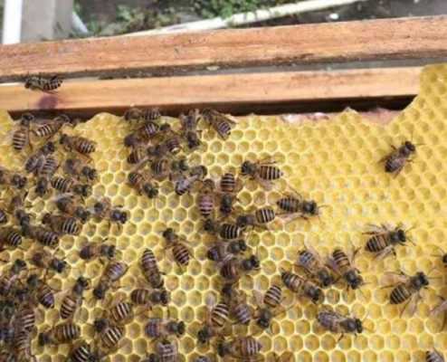 中蜂一脾能产多少蜜-一脾中蜂的蜜有多少斤