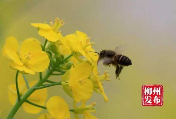 立春了怎么养蜜蜂,立春蜜蜂怎样管理 