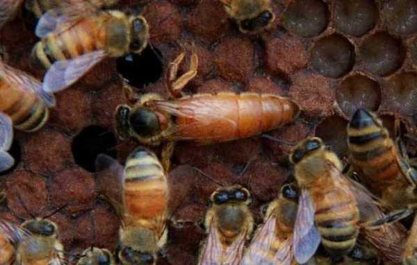 蜜蜂什么时候换箱最好-蜜蜂在什么季节换王