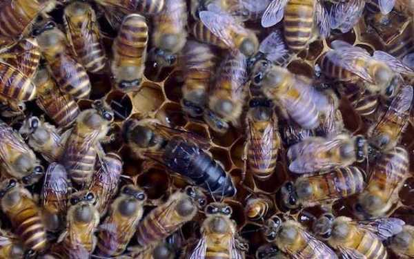  中蜂一天可以进多少蜜「中蜂一次采蜜量」