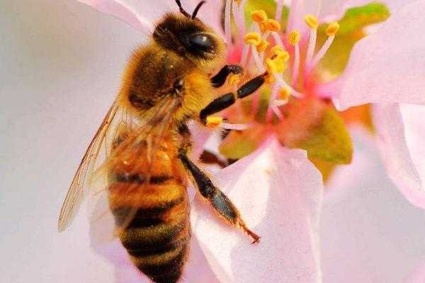 蜜蜂不做蜜是怎什么原因的简单介绍