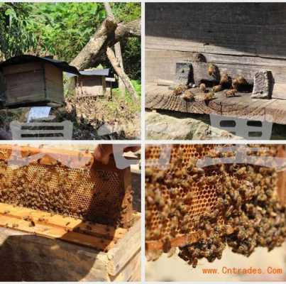 1斤冬蜜需要多少只蜜蜂_1斤冬蜜需要多少只蜜蜂养