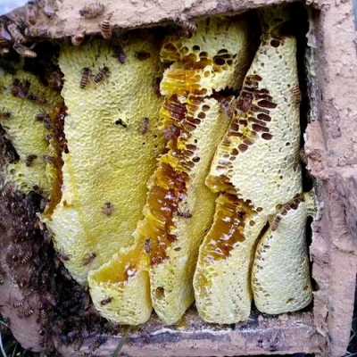 1斤冬蜜需要多少只蜜蜂_1斤冬蜜需要多少只蜜蜂养