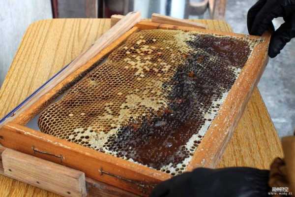 蜜蜂怎么做出蜂蜜-怎么样做蜜蜂产蜜