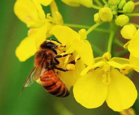 三月份的蜜蜂有蜂蜜吗