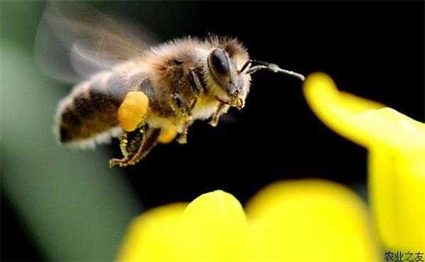 夏天多少度蜜蜂能接受