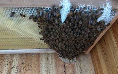  怎么吧蜂放入蜂箱「怎么把蜂引入蜂箱」