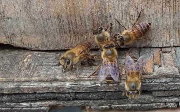 怎样控制蜜蜂空飞 蜜蜂怎么控制每箱3-5脾