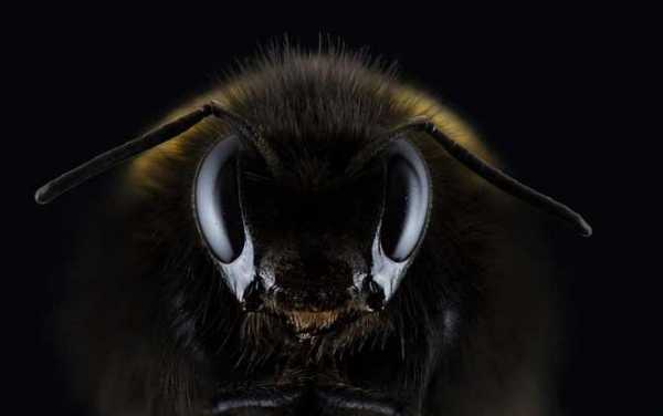 蜂箱出黑蜂是怎么回事,蜂箱里有黑色的小飞虫怎么办 
