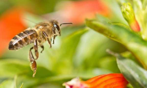  低于多少度蜜蜂会冷死「蜜蜂零下几度能被冻死」