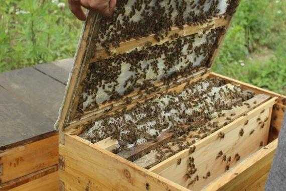 养蜂如何防蚂蚁