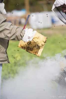 养蜂如何防蚂蚁