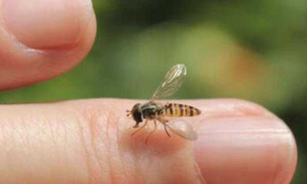 吃了蜜蜂过敏怎么办,可以用水清洗吗? 吃了蜜蜂过敏怎么办