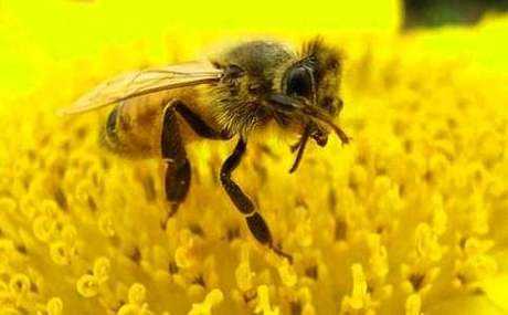 蜜蜂群跑了怎么办_蜜蜂跑了是什么原因