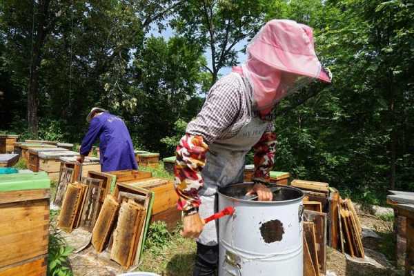 江西养蜂网红-宜春养蜂人网红卖多少蜂蜜