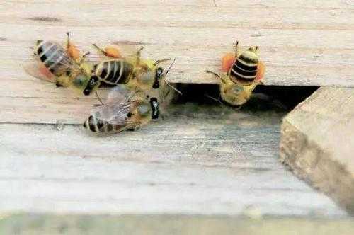 发现有蜂盗蜜怎么办呢