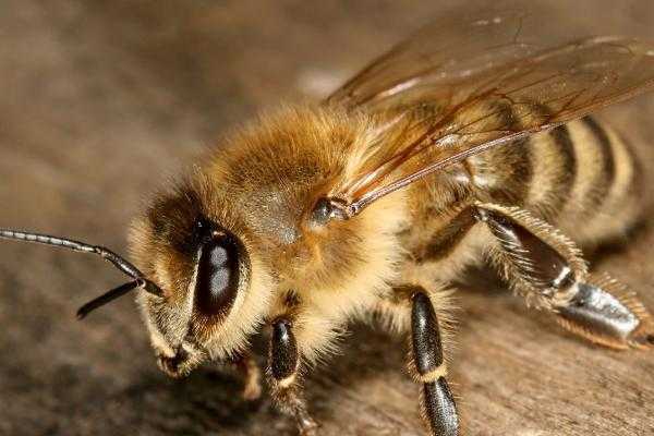 中国有多少种蜜蜂（中国有多少种蜜蜂图片）