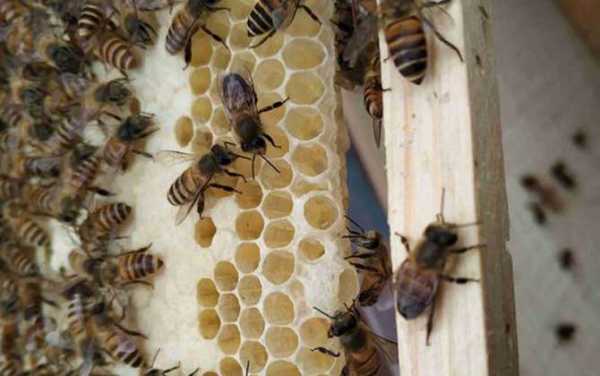 一万只蜜蜂喂多少斤蜂蜜,一万只蜜蜂一天能吃多少糖水 