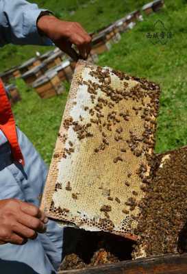 一箱蜜蜂得有多少蜜源