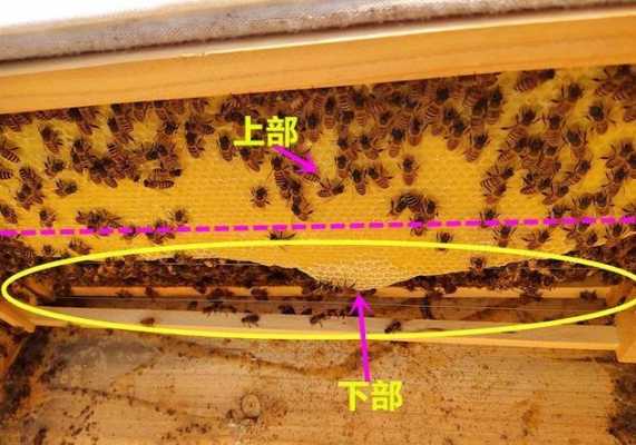 蜜蜂爱上框梁是怎么回事_蜜蜂在框架上造脾是怎么回事