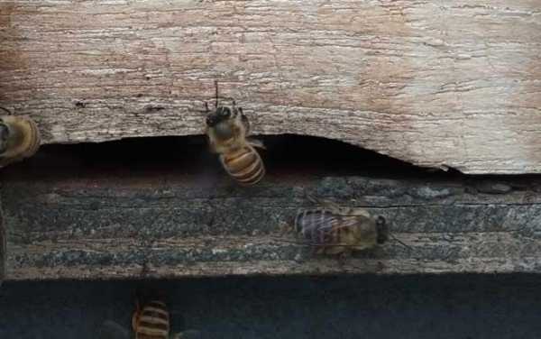 蜂箱里有多少黑色蜜蜂合适_蜂箱里面的黑蜂是什么蜂