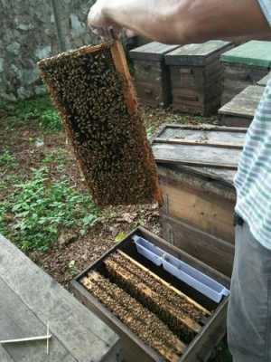 蜜蜂是怎么放的