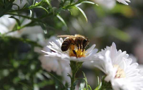 蜜蜂靠什么吸取花蜜的 蜜蜂靠什么吸取花蜜