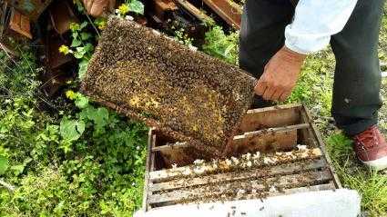 在国内养意蜂有多少群意蜂（意蜂定点养殖能产多少斤蜂蜜）