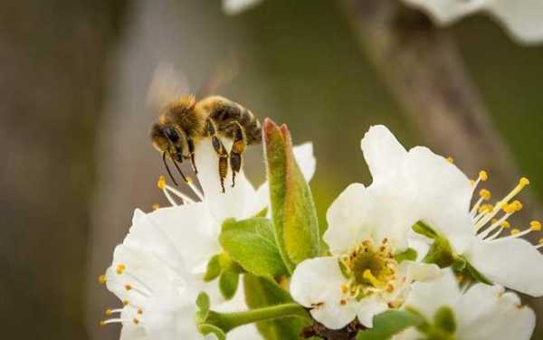 下雨天一群蜜蜂吃多少蜂蜜_下雨天蜜蜂可以合群吗