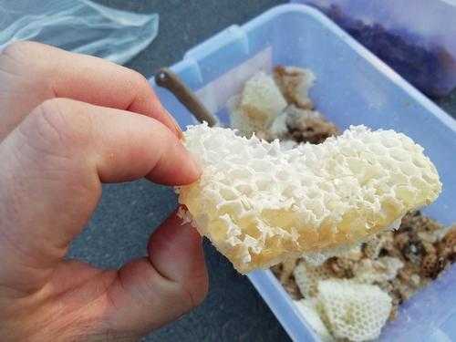 蜂巢是蜂胶还是蜂蜡