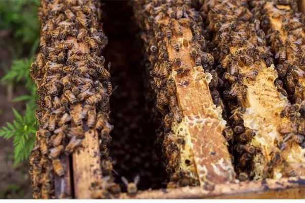  洋蜂一冬天吃多少糖「洋蜜蜂怎么样」