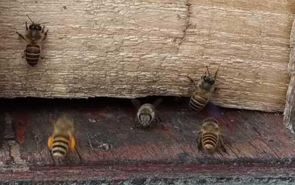 蜜蜂怎么组建双王群
