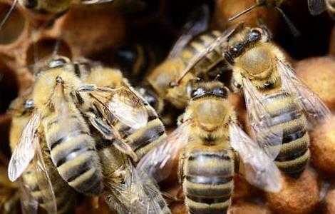 怎么防止蜜蜂造雄蜂脾-怎么样才不长雄蜂