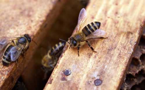蜜蜂在几月份出现-蜜蜂什么时候出现的最多