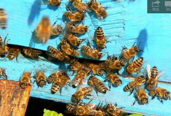  一群中蜂产多少蜜「一群中蜂一天能采多少蜜」