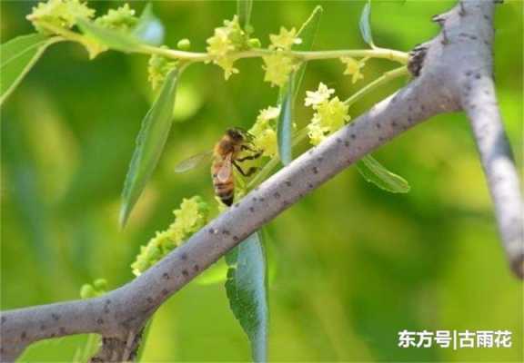 采枣花蜜的蜂有什么伤害_枣花爬蜂