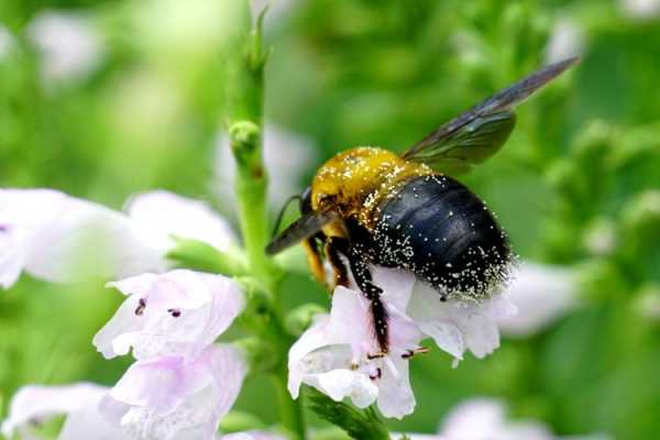 黑蜂的种类及介绍