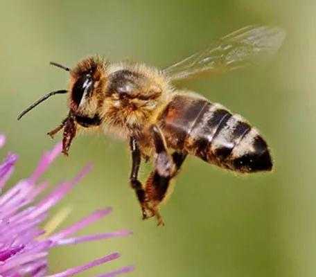 蜜蜂最高能忍受多少度高温 蜜蜂最高能忍受多少度