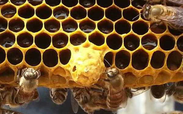 蜜蜂有几个王台怎么办