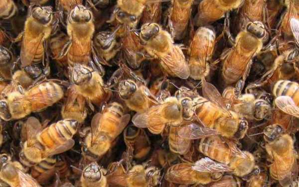 蜜蜂得螨虫病会发生什么情况 蜜蜂秋繁后有小螨怎么办