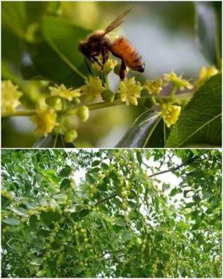 采枣花蜜需要注意什么,蜜蜂采枣花蜜的管理? 