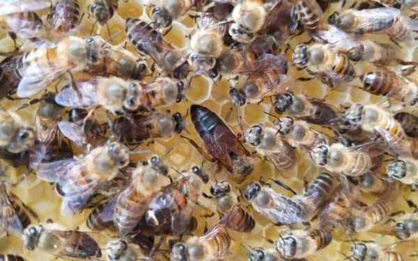 蜜蜂幼蜂吃什么 小蜂吃什么