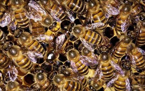 蜜蜂幼蜂吃什么 小蜂吃什么