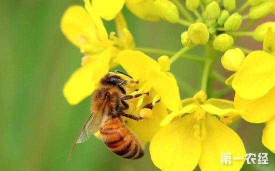 蜜蜂采蜜的时间有多长