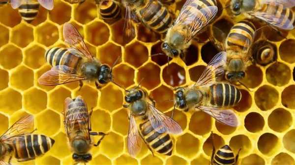 蜜蜂为什么吃蜂巢