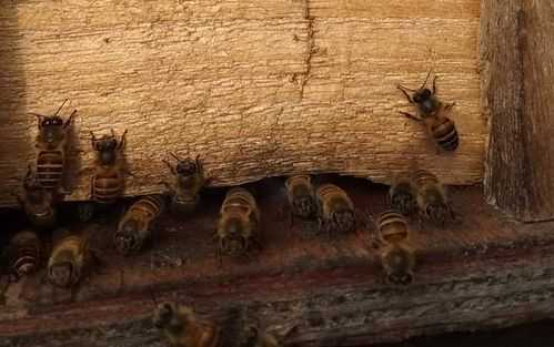 中蜂什么季节缺蜜虫