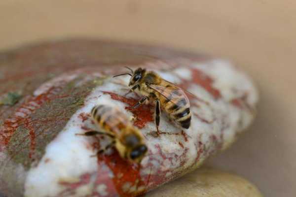 石头缝的蜜蜂怎么收回来 在石头里的蜜蜂怎么拿出来